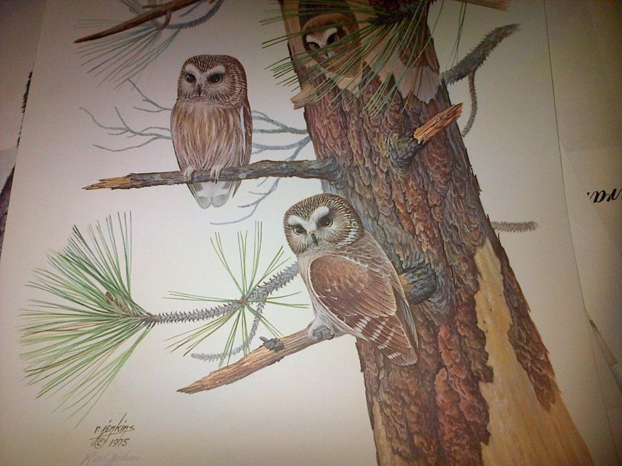 Illustration Paper painting SAW-WHETOWLS by Ron Jenkins