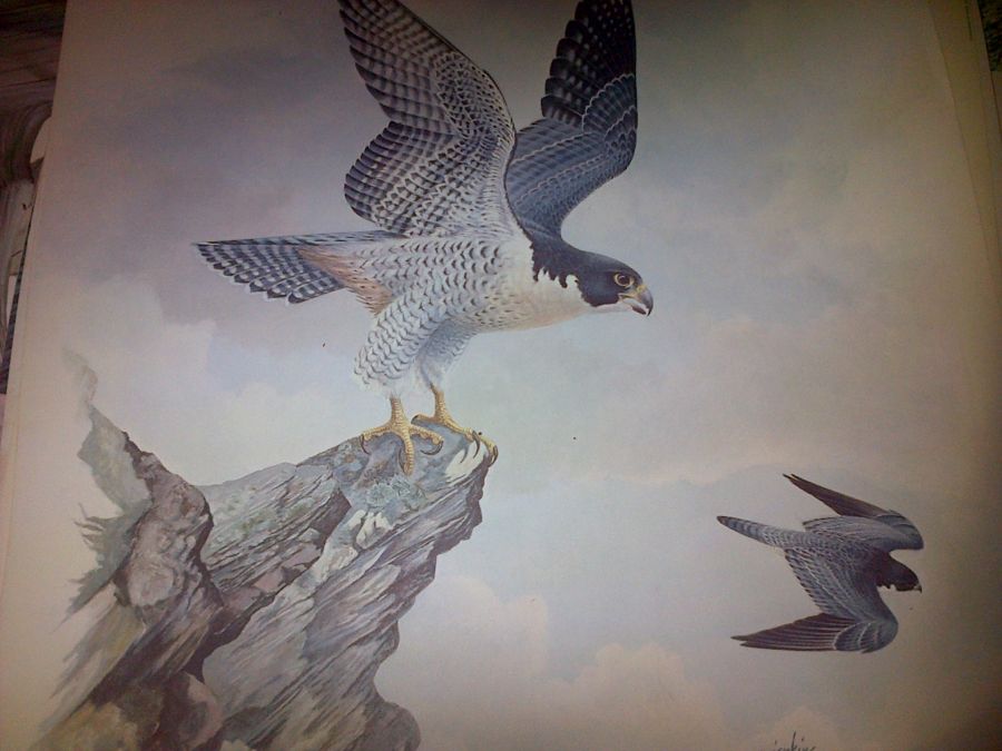 Illustration Paper painting PEREGRINE FALCONS by Ron Jenkins