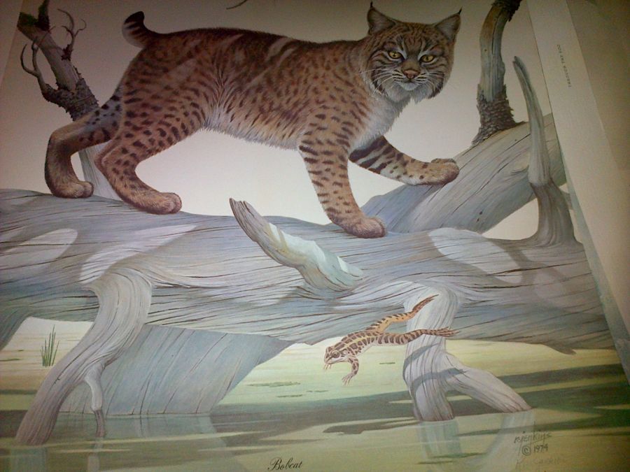 Иллюстрация Краска живопись Bobcat от Ron Jenkins